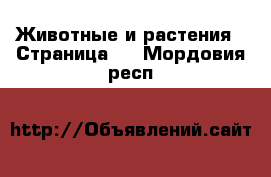  Животные и растения - Страница 3 . Мордовия респ.